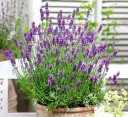 Semena levandule lékařské, balení cca 220 ks, Lavandula angustifolia vytrvalá bylina pro zahradu, skalku a bylinkovou výsadbu 1