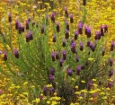 Semena Levandule Stopkatá Lavandula Pedunculata 50 ks Fialové Květy Aromatická Trvalka Pro Květináč Zahradu I Skalku Pěstování Ze Semen 2