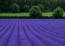 Semena Levandule Úzkolistá Lavandula Angustifolia 500 ks Fialové Květy Aromatická Trvalka Pro Zahradu Skalku I Truhlík Pěstování Ze Semen 2