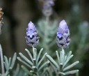 Semena Levandule Vlnatá Lavandula Lanata Boiss 50 ks Fialové Květy Aromatická Trvalka Pro Zahradu Skalku I Truhlík Pěstování Ze Semen 2