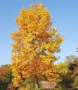 Semena liliovníku tulipánokvětého Liriodendron tulipifera 25 ks Zlatožluté podzimní listy Vzrostlý okrasný strom Do zahrad i parků 1