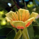 Semena liliovníku tulipánokvětého Liriodendron tulipifera 25 ks Zlatožluté podzimní listy Vzrostlý okrasný strom Do zahrad i parků 2