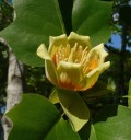 Semena liliovníku tulipánokvětého Liriodendron tulipifera 25 ks Zlatožluté podzimní listy Vzrostlý okrasný strom Do zahrad i parků 3