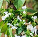 Semena Limonia acidissima 10 ks Exotický ovocný strom dřevěné jablko Kulaté plody s drsnou slupkou Pěstování ze semínek i do skleníku 3