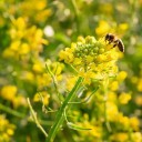 Semena listové hořčice Brassica juncea 200 ks ostrá kuchyňská zelenina se zelenými dužnatými listy pro výsev na záhony i do skleníku 2