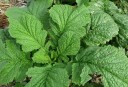 Semena listové hořčice Brassica juncea 200 ks ostrá kuchyňská zelenina se zelenými dužnatými listy pro výsev na záhony i do skleníku 3