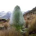 Semena Lobelia telekii Mt. Kenya 10 ks Vysoké kuželovité stříbřitě zelené květenství Horská exotická rostlina Pro sběratele rostlin 1