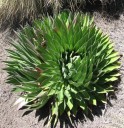 Semena Lobelia telekii Mt. Kenya 10 ks Vysoké kuželovité stříbřitě zelené květenství Horská exotická rostlina Pro sběratele rostlin 2