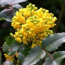 Semena mahónie cesmínolisté Mahonia aquifolium 200 ks Okrasný keř s modrými bobulemi a lesklými ostnitými listy Na zahradu i živé ploty 2
