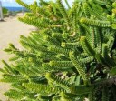 Semena Melaleuca gibbosa 100 ks Růžovofialové kartáčovité květy a drobné lístky Exotický okrasný keř Do skleníku i zimní zahrady 3