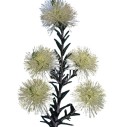 Semena Melaleuca pustulata 10 ks Krémově žluté kartáčovité květy a jehlicovité lístky Exotický keř Do skleníku i zimní zahrady 1