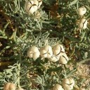 Semena Melaleuca pustulata 30 ks Krémově žluté kartáčovité květy a jehlicovité lístky Exotický keř Do skleníku i zimní zahrady 2