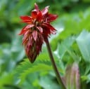 Semená Melianthus major 5 ks Perovité zubaté šedozelené listy a tmavo červené kvetné klasy Exotický ker Do záhrady aj veľké nádoby 2