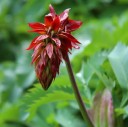 Semena Melianthus major 5 ks Zpeřené zubaté šedozelené listy a tmavě červené květní klasy Exotický keř Do zahrady i velké nádoby 2