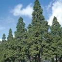 Semena metasekvoje čínské Metasequoia glyptostroboides 100 ks Opadavý jehličnan s oranžovohnědým podzimním jehličím Do zahrad i parků 2