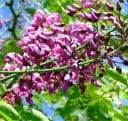 Semená Millettia pinnata 10 ks Ružovofialové kvety v bohatých hroznech a perovité listy Exotický strom Do skleníku i zimní záhrady 1