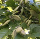 Semena Millettia pinnata 10 ks Růžovofialové květy v bohatých hroznech a zpeřené listy Exotický strom Do skleníku i zimní zahrady 2