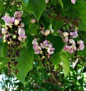 Semena Millettia pinnata 10 ks Růžovofialové květy v bohatých hroznech a zpeřené listy Exotický strom Do skleníku i zimní zahrady 3