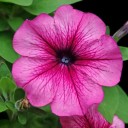 Semena nízké žilkované petunie Mix, balení cca 800 ks, Petunia multiflora F2 hybrid pro balkonové truhlíky a terasy 2