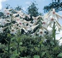 Semena obří himálajské lilie Cardiocrinum giganteum 50 ks vzrostlá cibulnatá trvalka s bílými květy pro výsev a hromadné pěstování 2