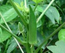 Semena okrasné okry Abelmoschus moschatus Musk Mallow, 100 ks, Ornamental Okra, zelené hvězdicovité lusky, zahrada a sbírka rostlin 3