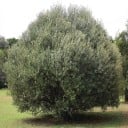 Semena oliwki afrykańskiej Olea europaea subsp. africana 5 szt. Drzewo z gęstą koroną i szaro-zielonymi wąskimi liśćmi Do doniczki i szklarni 1