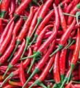 Semena pálivé chilli papriky De Cayenne, balení cca 85 ks, klasická odrůda kayenského pepře pro skleník a domácí kuchyni 1