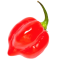 Semená pálivé papričky Habanero red Savina 30 ks Semienka chilli papričky Habanero Jednoduché pestovanie 3