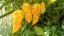 Semená pálivých papričiek Habanero Madame Jeanette yellow 20 ks Semienka žltej chilli papričky 2