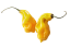 Semená pálivých papričiek Habanero Madame Jeanette yellow 20 ks Semienka žltej chilli papričky 3