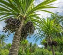 Semena Palmy Euterpe Oleracea Palma Açaí 3 ks Tmavě Fialové Plody Zelené Listy Okrasná Palma Pro Pěstování V Bytě I Na Zahradu 2
