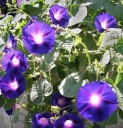 Semena Povíjnice Ipomoea Purpurea Povíjnice Nachová 10 ks Fialové Květy Zelené Listy Popínavá Rostlina Pro Zahradu Plot I Pergolu 2