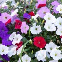 Semena převislé petunie balkonová směs, balení cca 2 500 ks, Petunia hybrida pendula pro závěsné košíky, truhlíky a balkon 1