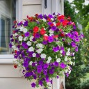 Semena převislé petunie balkonová směs, balení cca 2 500 ks, Petunia hybrida pendula pro závěsné košíky, truhlíky a balkon 2