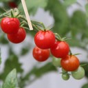 Semena převislého rajčete Tomfall, balení cca 100 ks, trpasličí cherry odrůda s červenými plody pro závěsné květináče a balkon 1