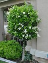 Semena ptačího zobu japonského Ligustrum japonicum 25 ks Okrasný keř s modrofialovými bobulemi Na živé ploty i do zahrady 2
