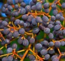 Semena ptačího zobu japonského Ligustrum japonicum 25 ks Okrasný keř s modrofialovými bobulemi Na živé ploty i do zahrady 3
