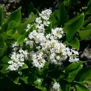 Semena ptačího zobu japonského Ligustrum japonicum 25 ks Okrasný keř s modrofialovými bobulemi Na živé ploty i do zahrady 4
