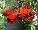 Semená Rubeole Erythrina Lysistemon 10 ks Žiarive Červené Kvety Okrasný Korálový Strom Pre Pestovanie V Nádobe Doma I Na Záhradu 2