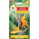 Semena strelície královské Bird of Paradise, balení 5 ks, oranžovo-modrý exotický květ pro pěstování pokojové rostliny 2