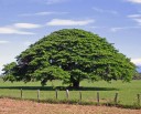 Semena Stromu Enterolobium Cyclocarpum 5 ks Zpeřené Zelené Listy Hnědý Lusk Okrasný Strom Guanacaste Pro Pěstování Doma I Na Zahradu 3