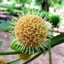 Semena Stromu Haldina Cordifolia Haldina Srdčitolistá 100 ks Krémové Kulovité Květy Zelené Listy Okrasný Strom Pro Nádobu I Na Zahradu 3