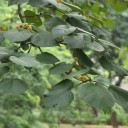 Semena Stromu Haldina Cordifolia Haldina Srdčitolistá 500 ks Krémové Kulovité Květy Zelené Listy Okrasný Strom Pro Nádobu I Na Zahradu 1