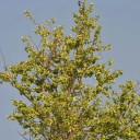 Semena Stromu Holoptelea Integrifolia Holoptelea Celolistá 10 ks Zelené Křídlaté Plody Zelené Listy Okrasný Strom Pro Nádobu I Na Zahradu 3