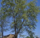Semena Stromu Holoptelea Integrifolia Holoptelea Celolistá 20 ks Zelené Křídlaté Plody Zelené Listy Okrasný Strom Pro Nádobu I Na Zahradu 2