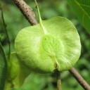 Semena Stromu Holoptelea Integrifolia Holoptelea Celolistá 5 ks Zelené Křídlaté Plody Zelené Listy Okrasný Strom Pro Nádobu I Na Zahradu 1
