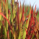 Semena Trávy Imperata Cylindrica Imperata Válcovitá 100 ks Červenozelené Listy Okrasná Tráva Pro Výsadbu Na Zahradu I Do Nádoby 2