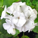 Semena záhonové pelargonie Blow Mix, balení 25 ks, Pelargonium zonale pro pěstování na balkoně, terase a v truhlících 1