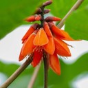 Semena Zarděnice Erythrina Arborescens Zarděnice Stromová 10 ks Oranžové Květy Okrasný Strom Zelené Listy Pro Pěstování Doma I Na Zahradu 1