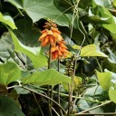 Semena Zarděnice Erythrina Arborescens Zarděnice Stromová 10 ks Oranžové Květy Okrasný Strom Zelené Listy Pro Pěstování Doma I Na Zahradu 2